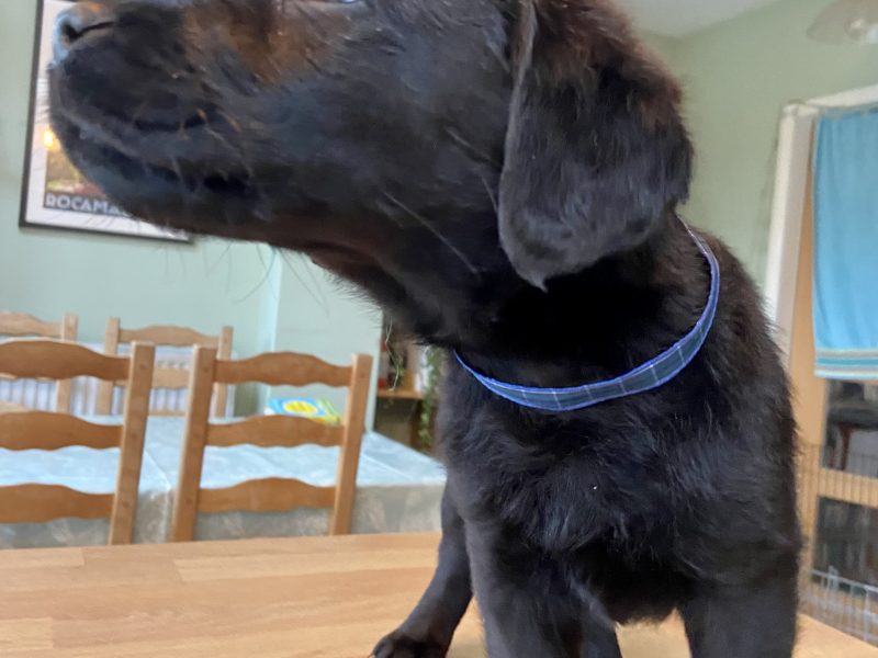 WORKING LABRADOR PUPPY - DOG
