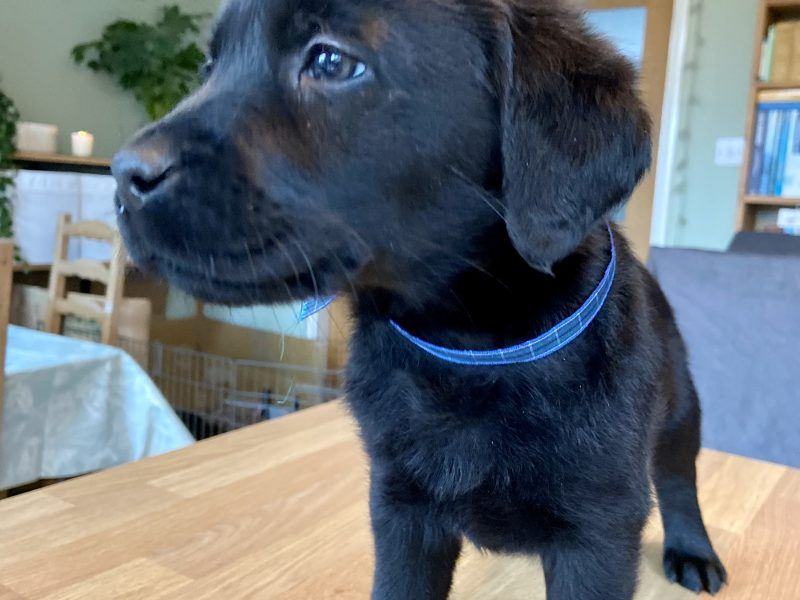 WORKING LABRADOR PUPPY - DOG