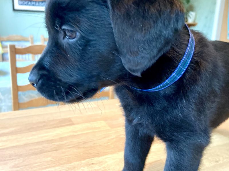 WORKING LABRADOR PUPPY - DOG