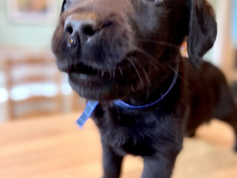 WORKING LABRADOR PUPPY - DOG