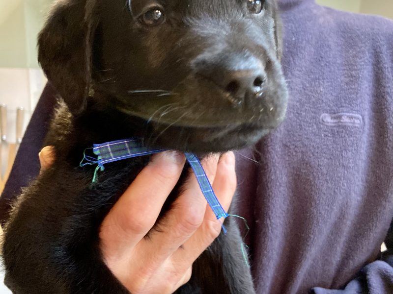 WORKING LABRADOR PUPPY - DOG
