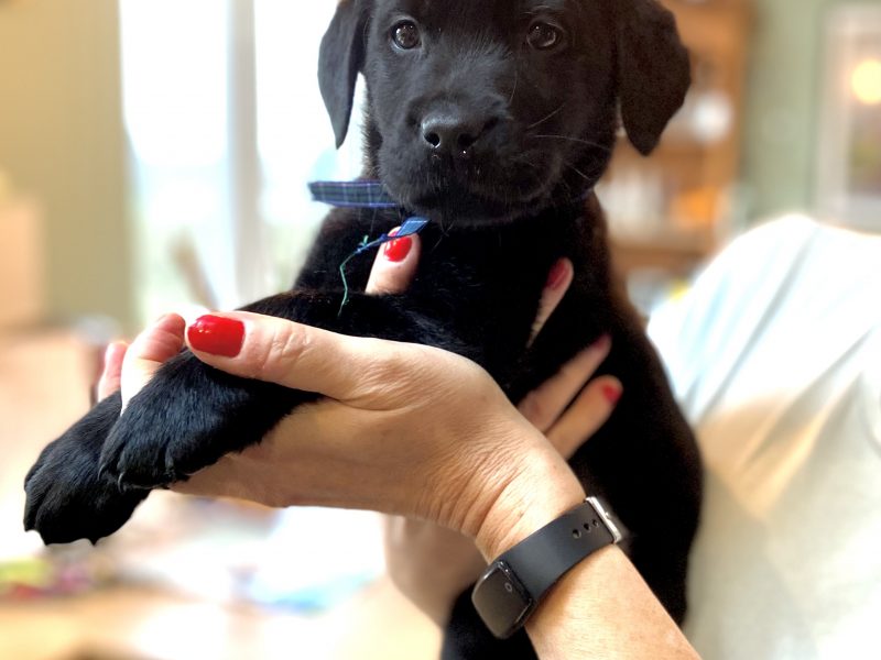 WORKING LABRADOR PUPPY - DOG