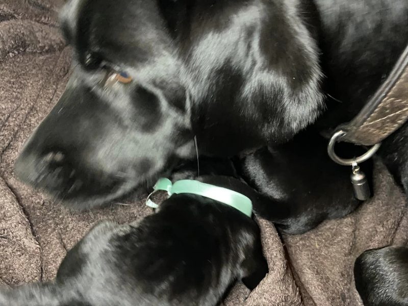 WORKING LABRADOR PUPPY - DOG