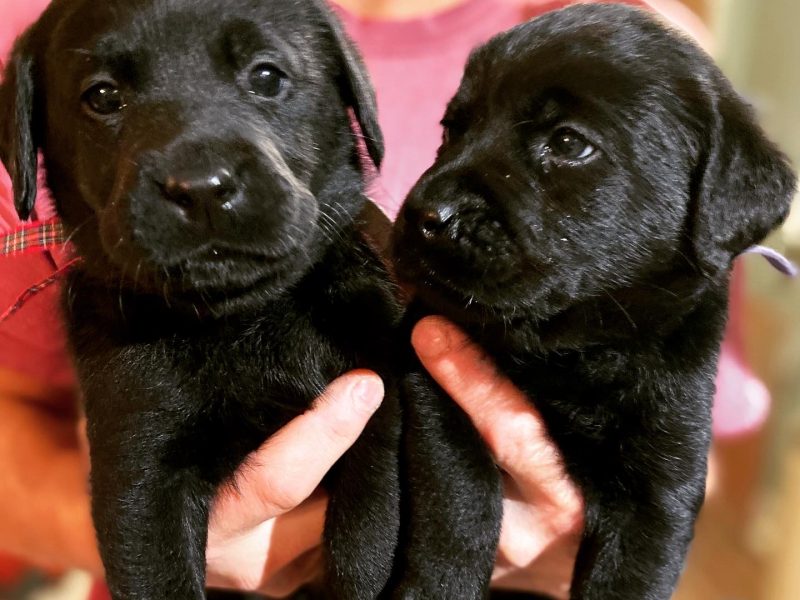WORKING LABRADOR PUPPY - DOG