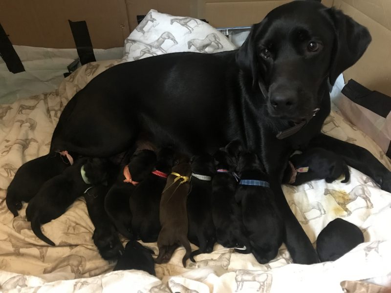 WORKING LABRADOR PUPPY - DOG