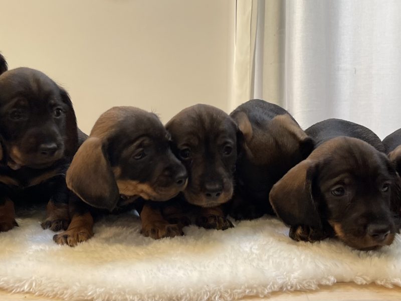 Teckels forsale from licensed breeder