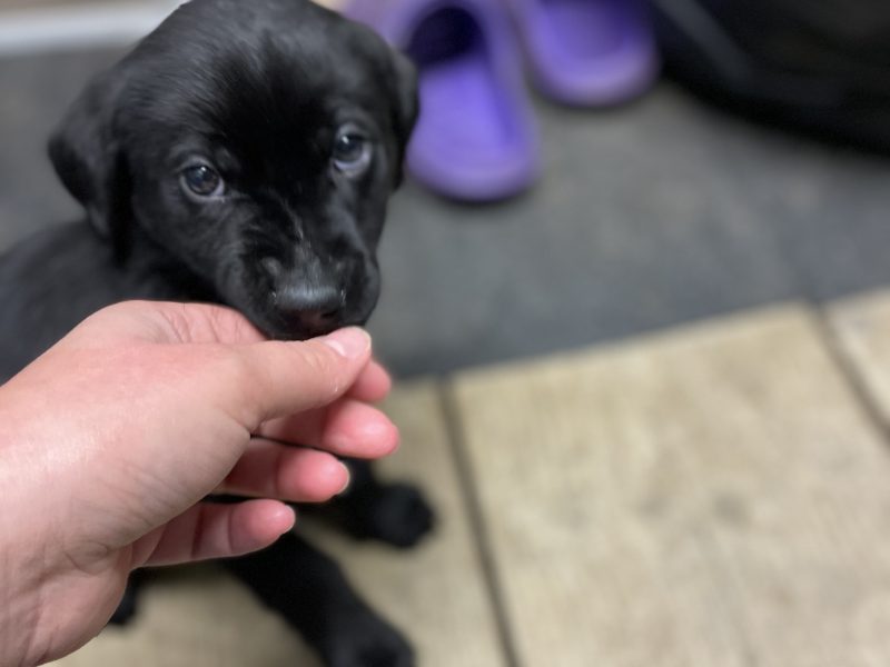 2 black lab puppies for sale