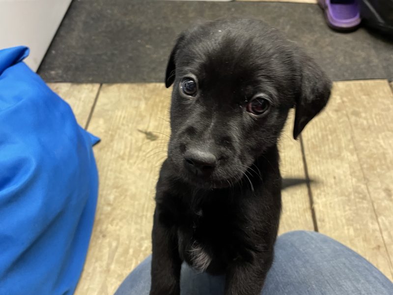 2 black lab puppies for sale