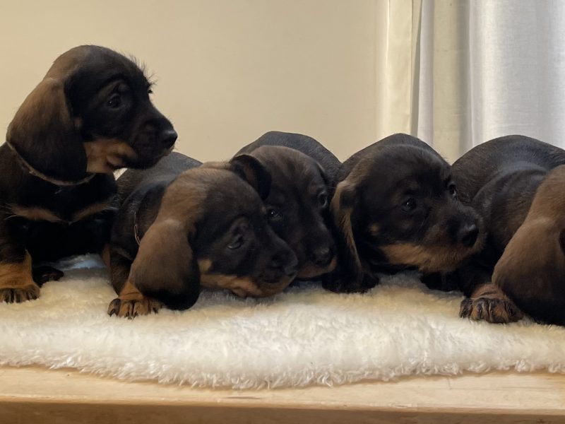 Teckels forsale from licensed breeder