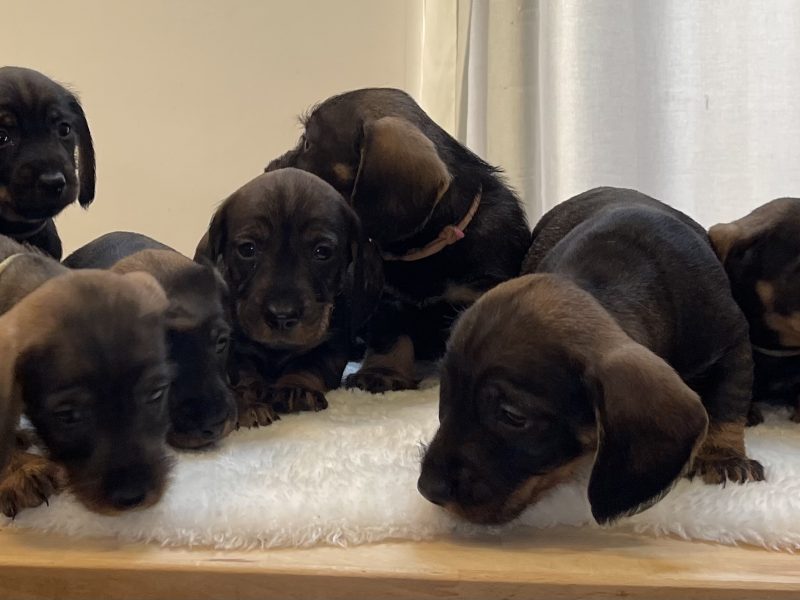 Teckels forsale from licensed breeder