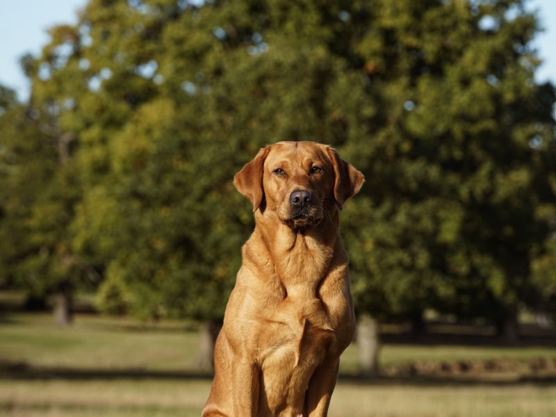 KC reg Fox Red Labrador Pups