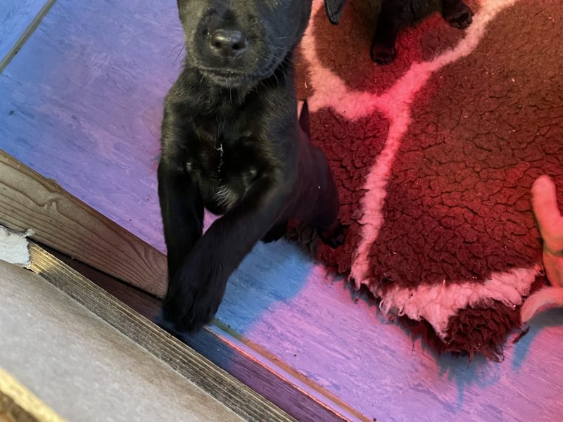 2 black lab puppies for sale