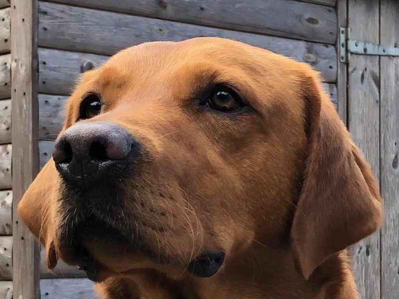 KC reg Fox Red Labrador Pups