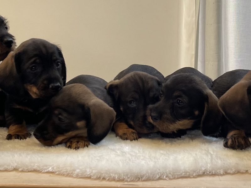 Teckels forsale from licensed breeder