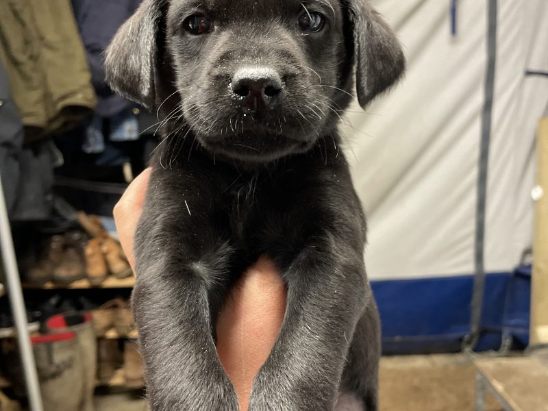2 black lab puppies for sale