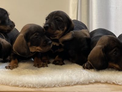 Teckels forsale from licensed breeder