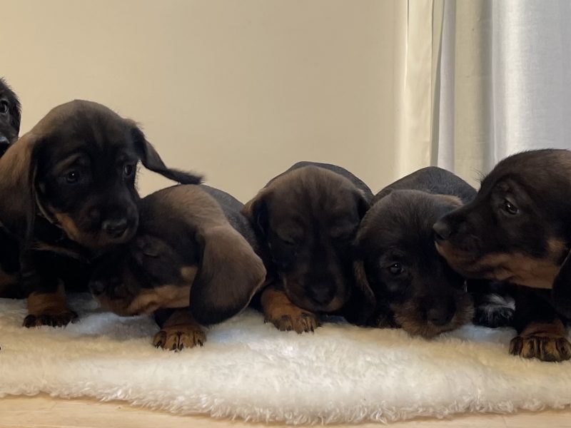 Teckels forsale from licensed breeder