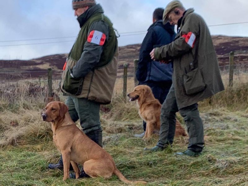KC reg Fox Red Labrador Pups