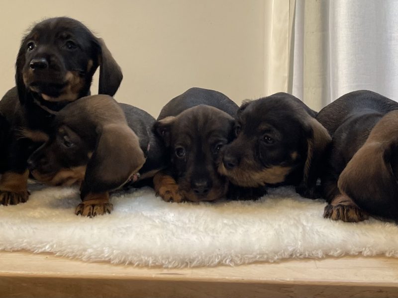 Teckels forsale from licensed breeder