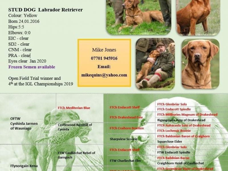 KC reg Fox Red Labrador Pups