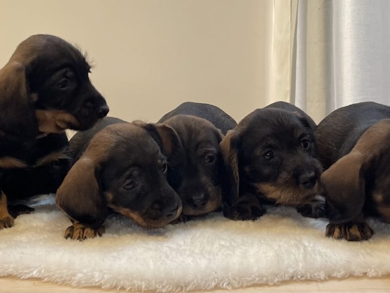 Teckels forsale from licensed breeder