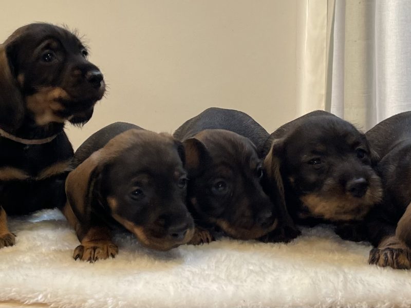 Teckels forsale from licensed breeder