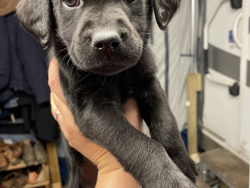 2 black lab puppies for sale