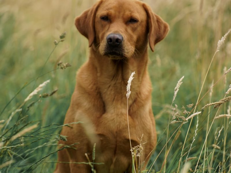 KC reg Fox Red Labrador Pups