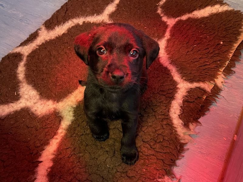 2 black lab puppies for sale