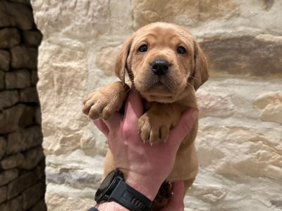 KC reg Fox Red Labrador Pups