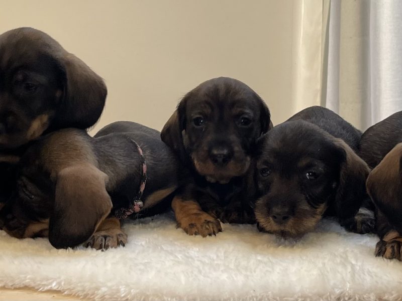 Teckels forsale from licensed breeder