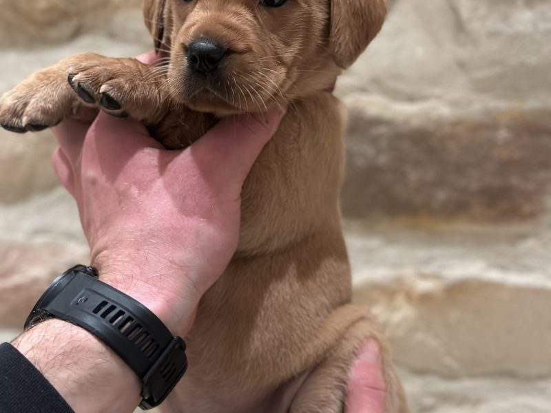 KC reg Fox Red Labrador Pups