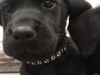 KC Registered and Health checked. Working Labrador Puppies