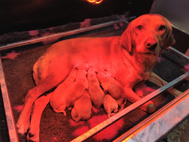 Homebred working Labrador pups