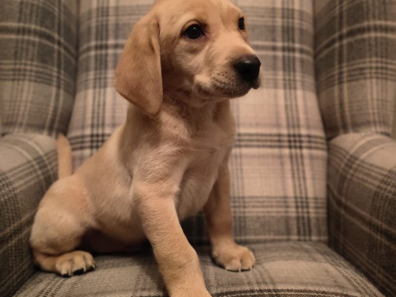 Homebred working Labrador pups