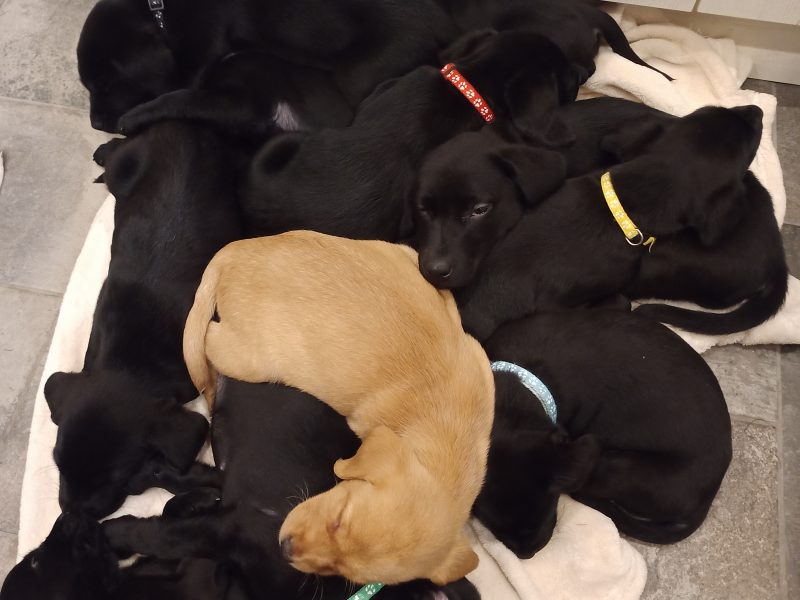 KC Registered and Health checked. Working Labrador Puppies