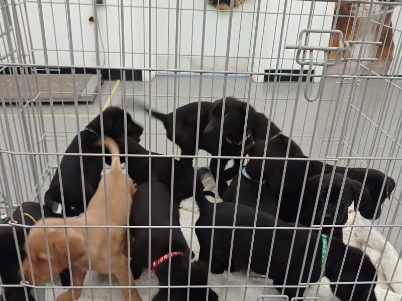 KC Registered and Health checked. Working Labrador Puppies