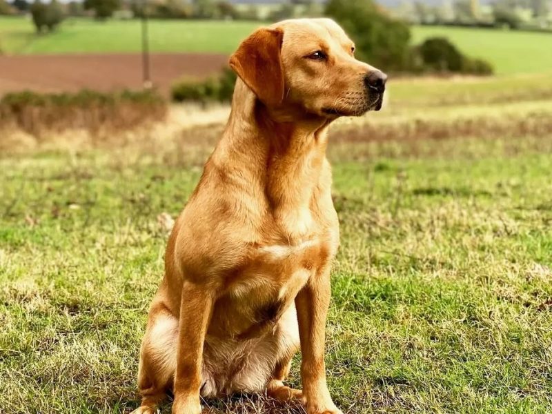 Homebred working Labrador pups