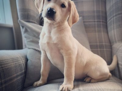 Homebred working Labrador pups