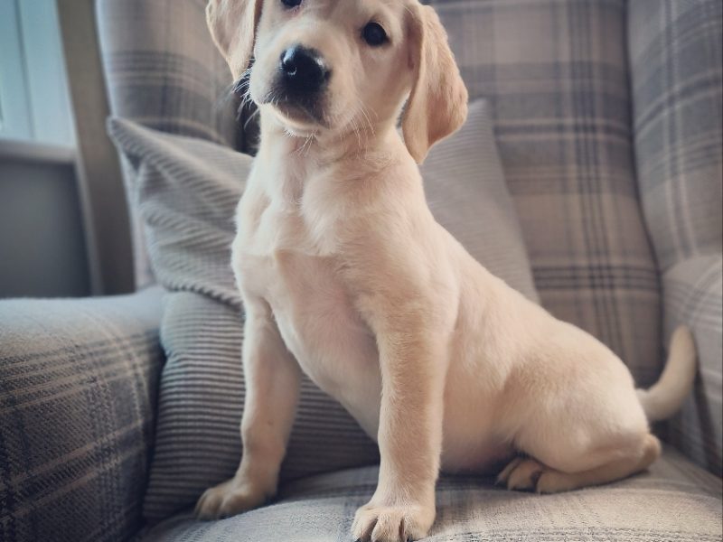 Homebred working Labrador pups