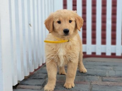 Golden Retriever puppies
