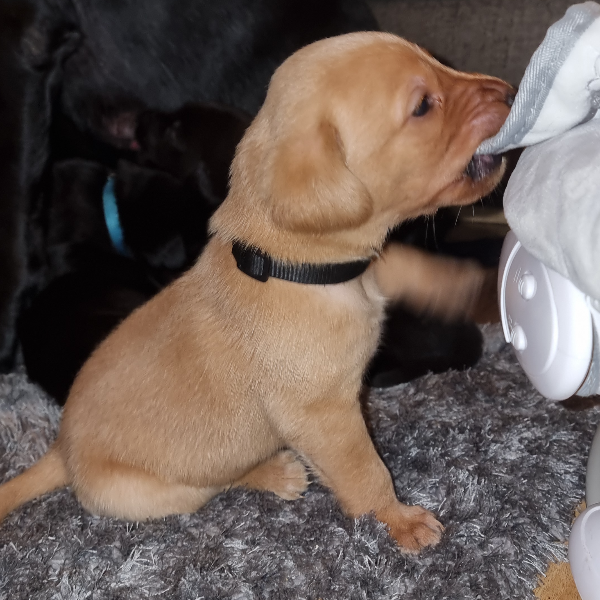 LOVELY LABRADOR LITTER