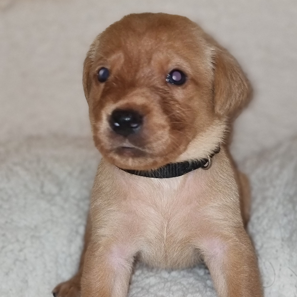 LOVELY LABRADOR LITTER
