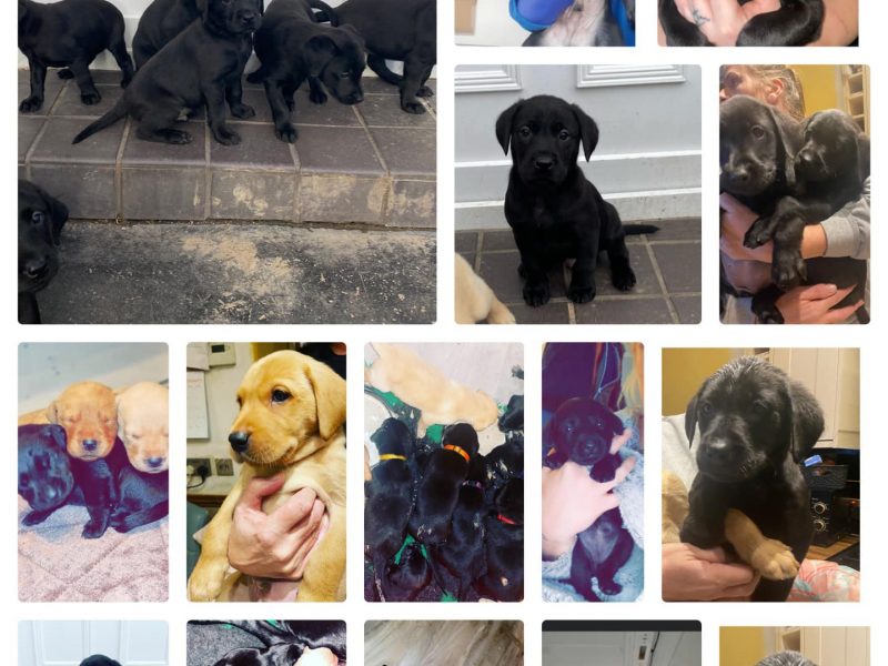 LOVELY LABRADOR LITTER