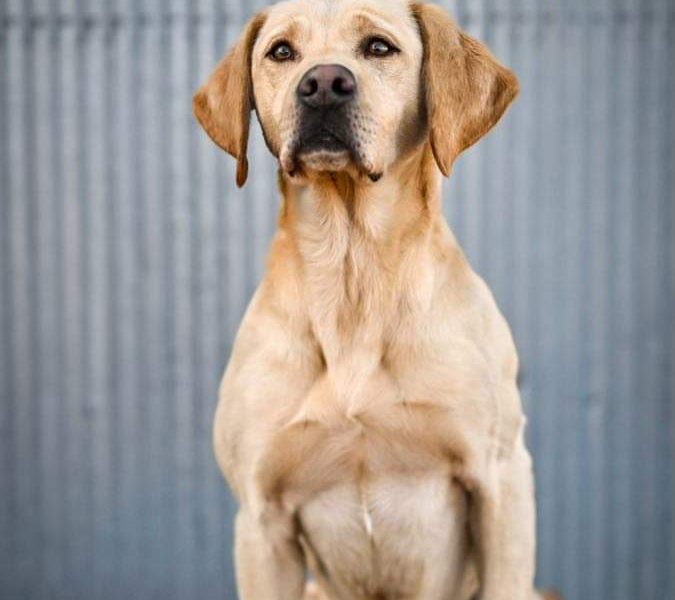 Homebred working Labrador pups