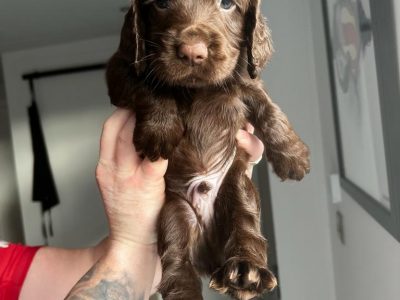 Working Cocker Spaniel