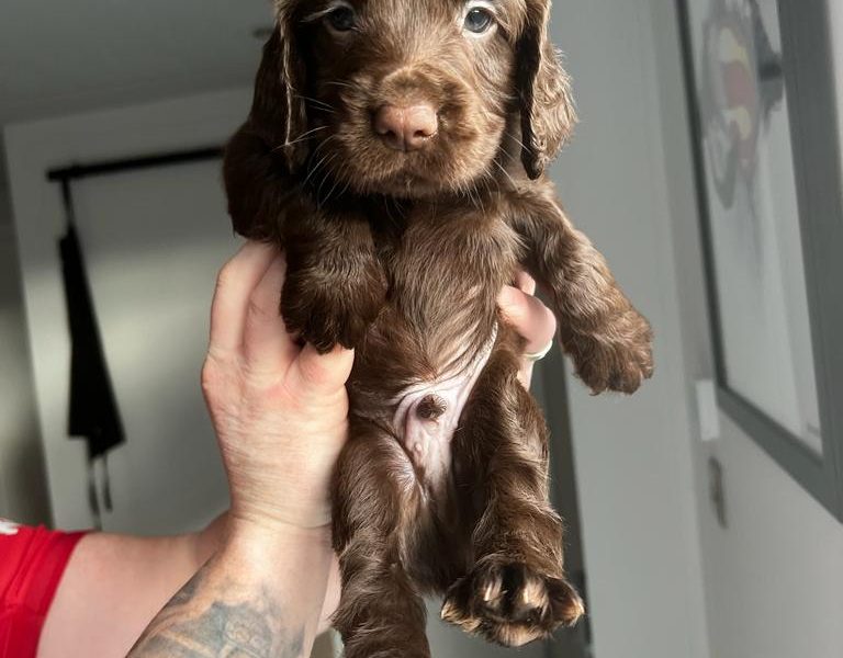 Working Cocker Spaniel