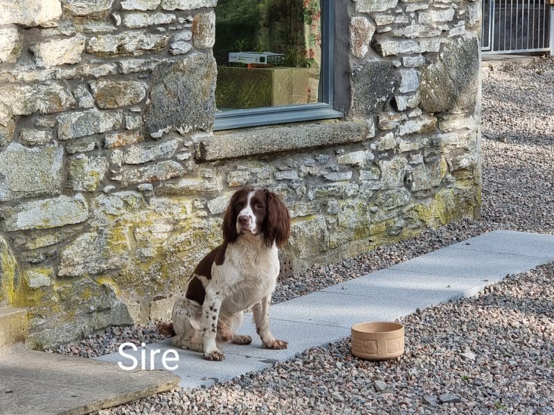 KC reg Springer Spaniel Pups