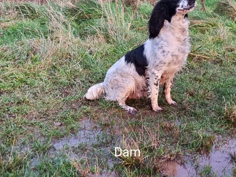 KC reg Springer Spaniel Pups