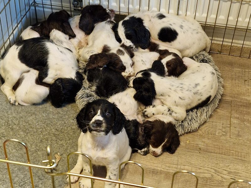 KC reg Springer Spaniel Pups